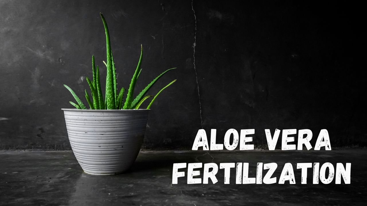 Fertilizer For Aloe Vera