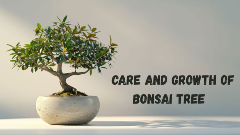 Care and Growth of Bonsai Tree