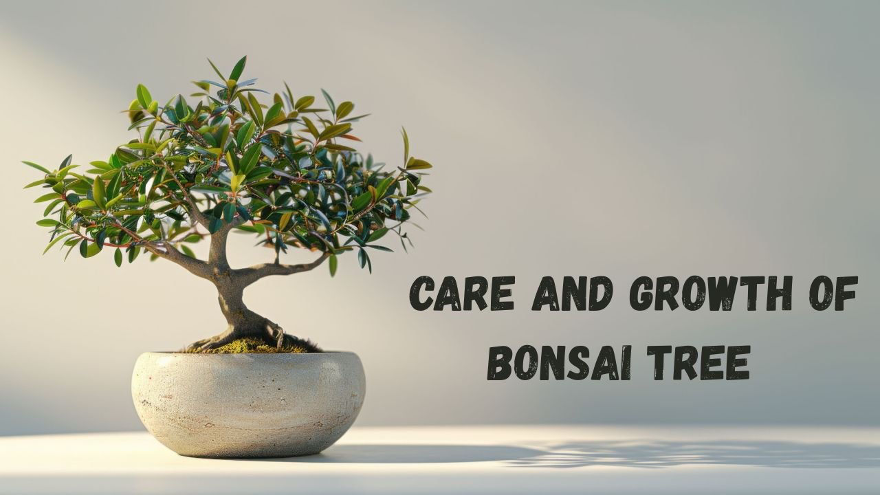 Care and Growth of Bonsai Tree