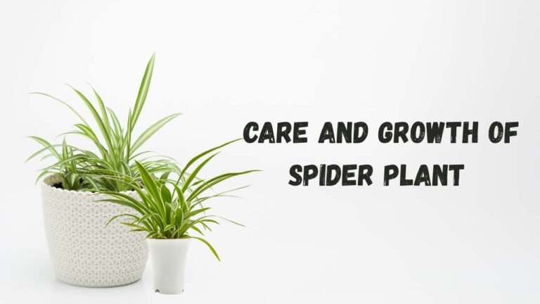 How to care Spider plant