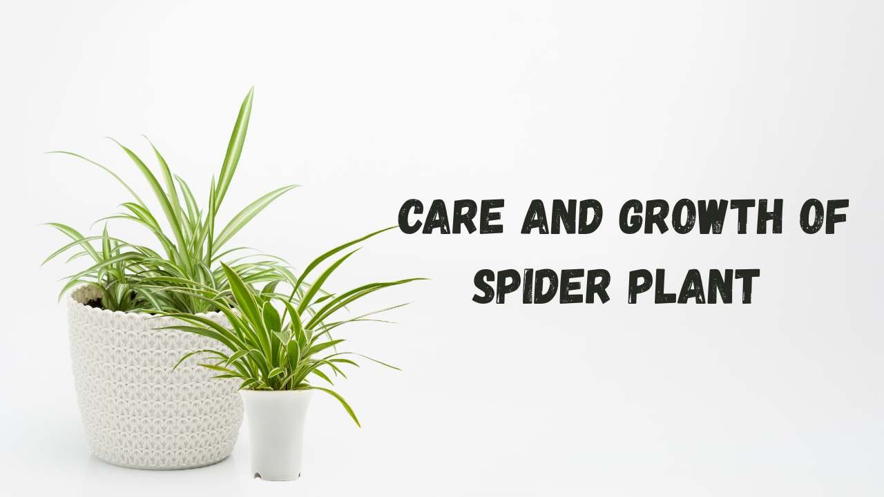 How to care Spider plant