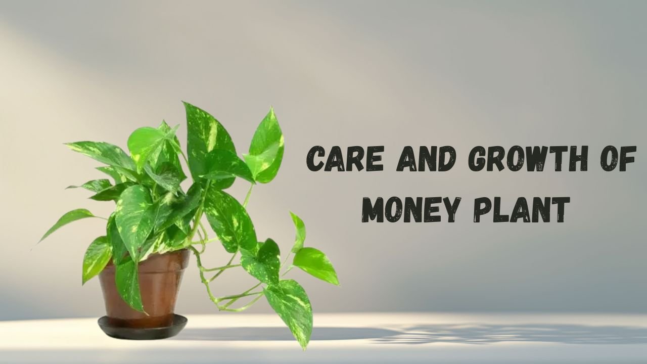 Care Of Money Plant
