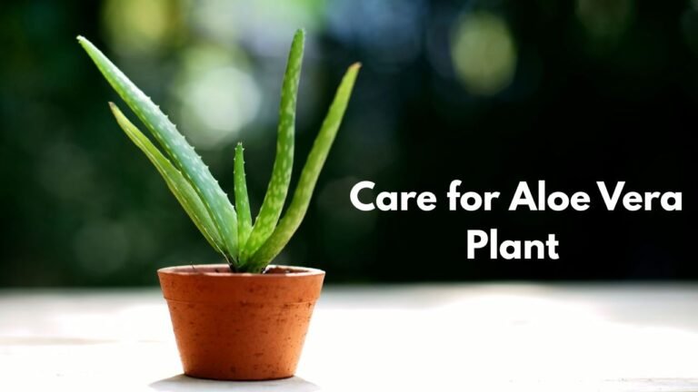 Aloe Vera Plant in a mud pot