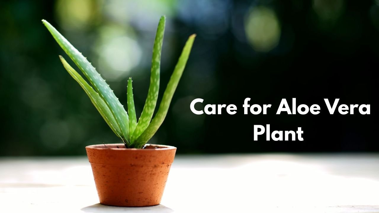 Aloe Vera Plant in a mud pot