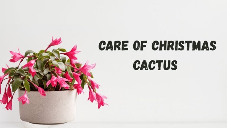 Care of Christmas Cactus