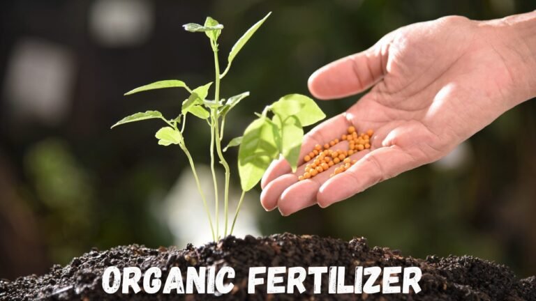 Organic Fertilizer For plants