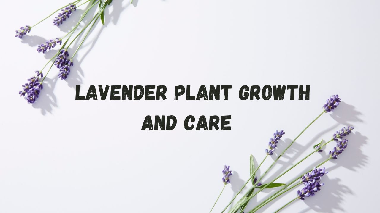 Lavender care and growth