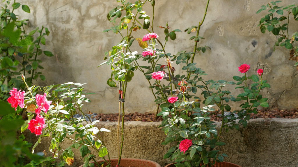 Rose plants in Pot