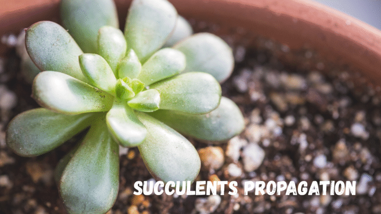 Succulent