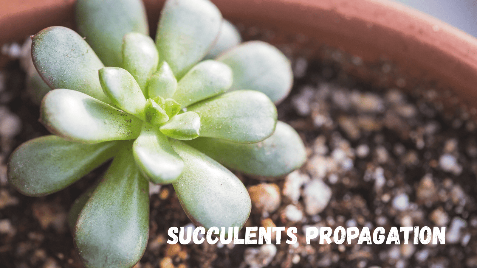 Succulent