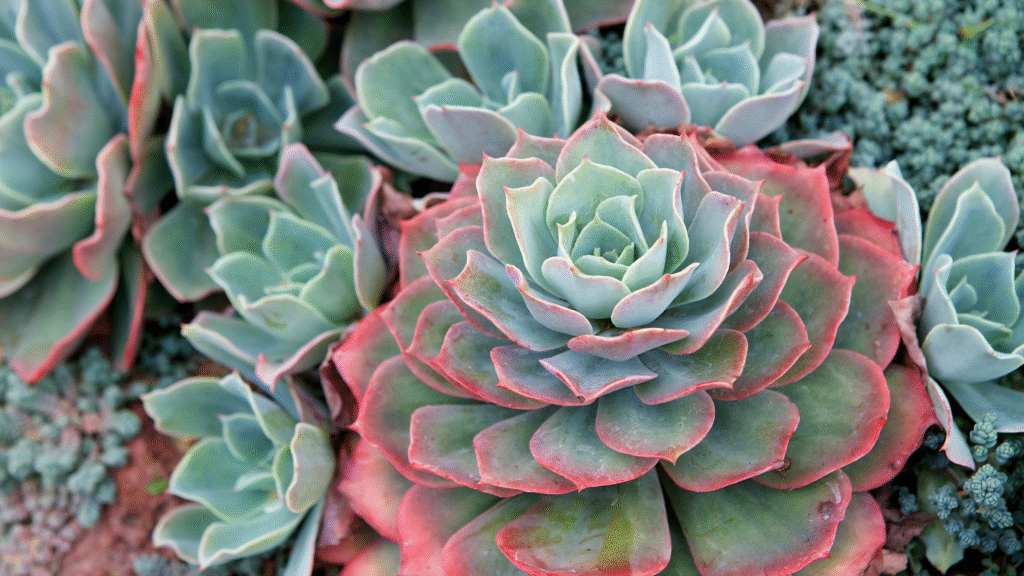 Succulent With Offsets and Pups