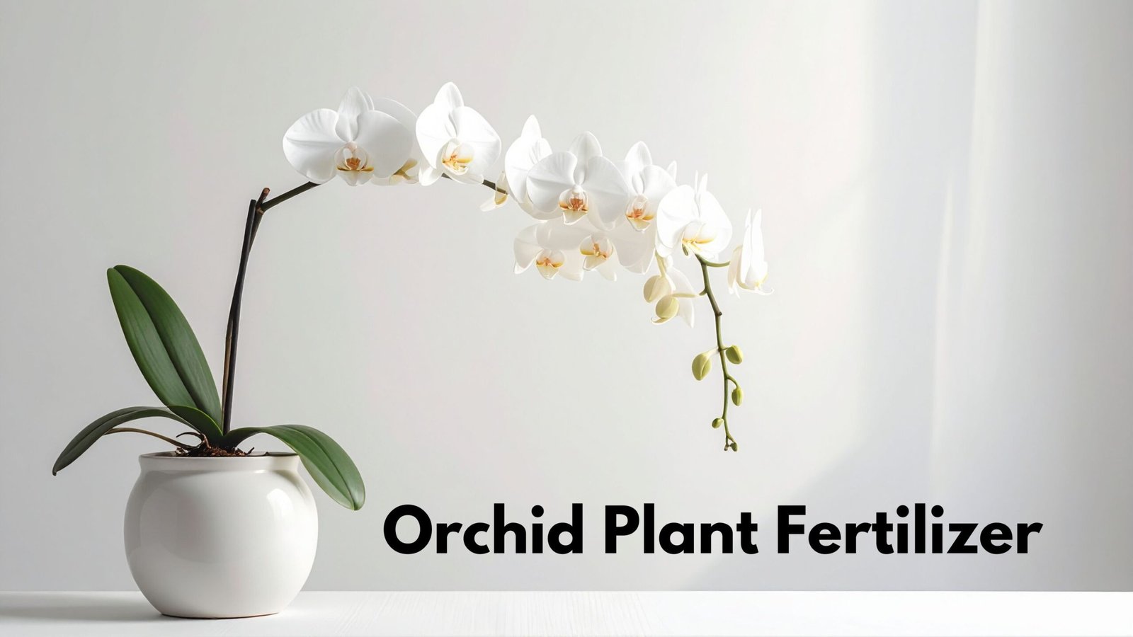 Orchid Fertilizer