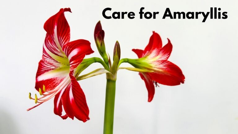 Care for Amaryllis