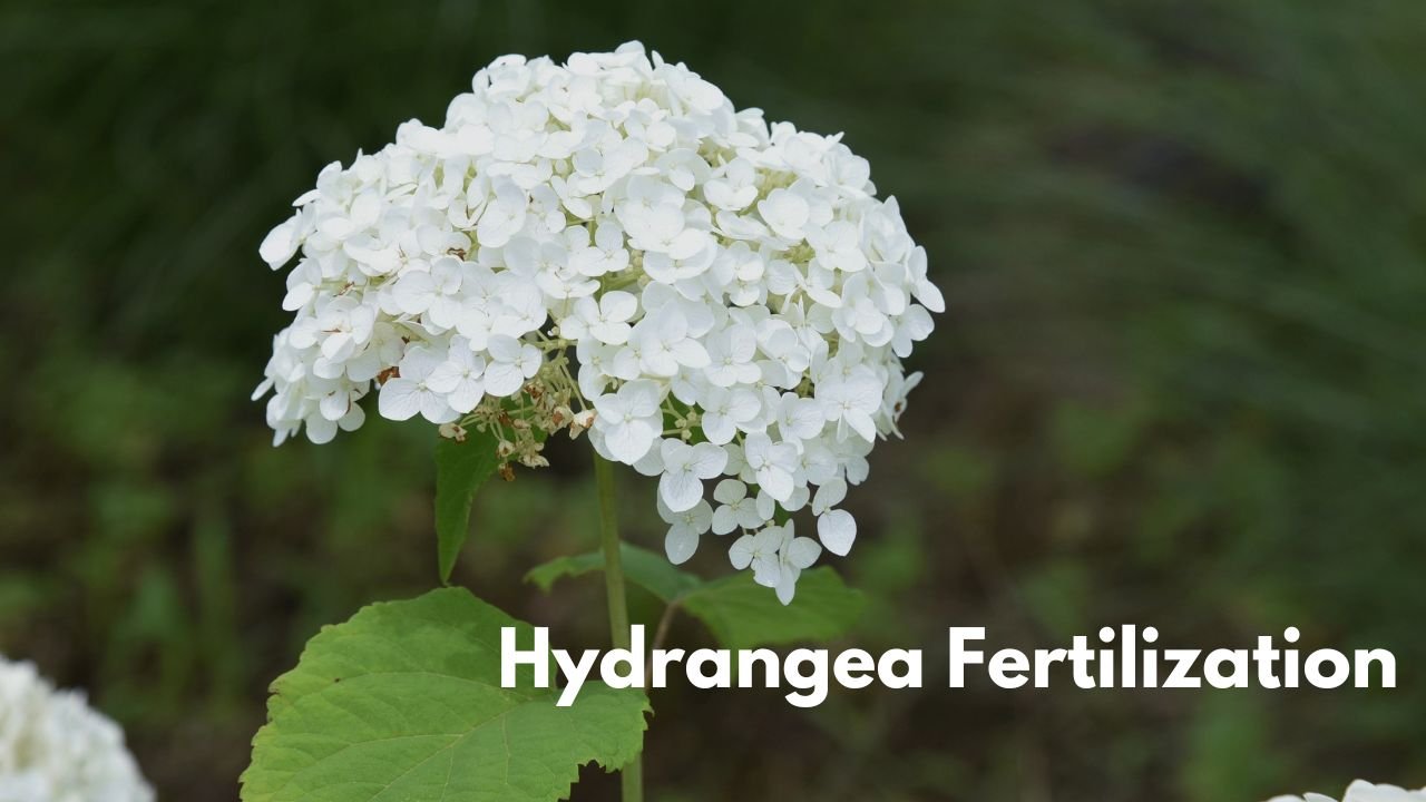Hydrangea Fertilization