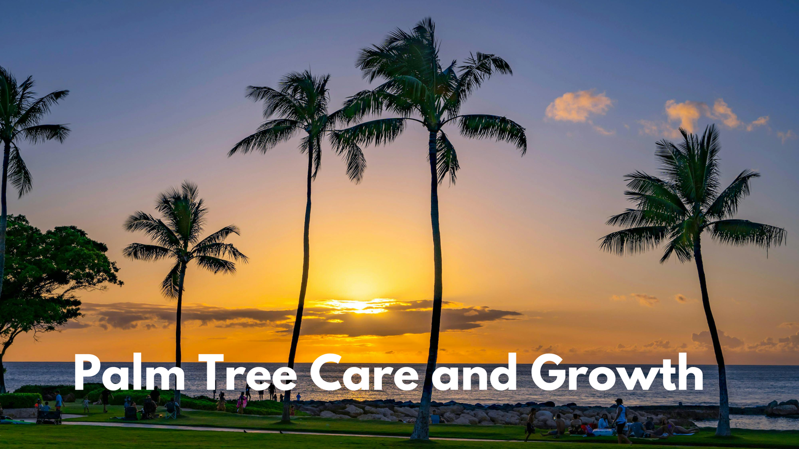 Palm Tree care