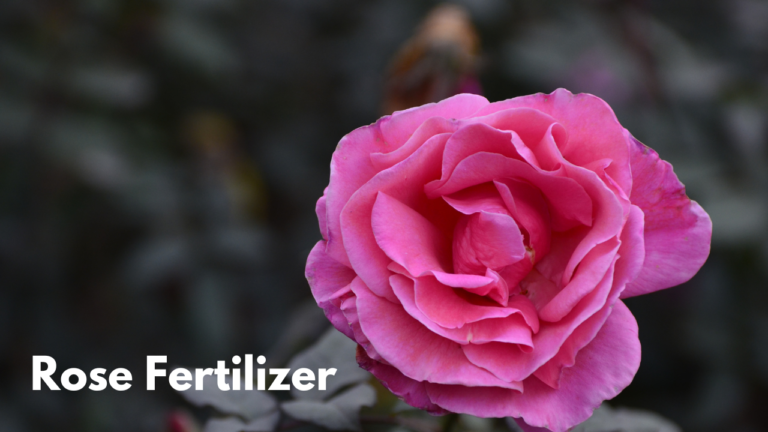 Rose Fertilizer