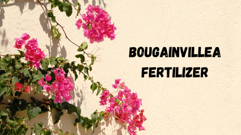 Bougainvillea Fertilizer
