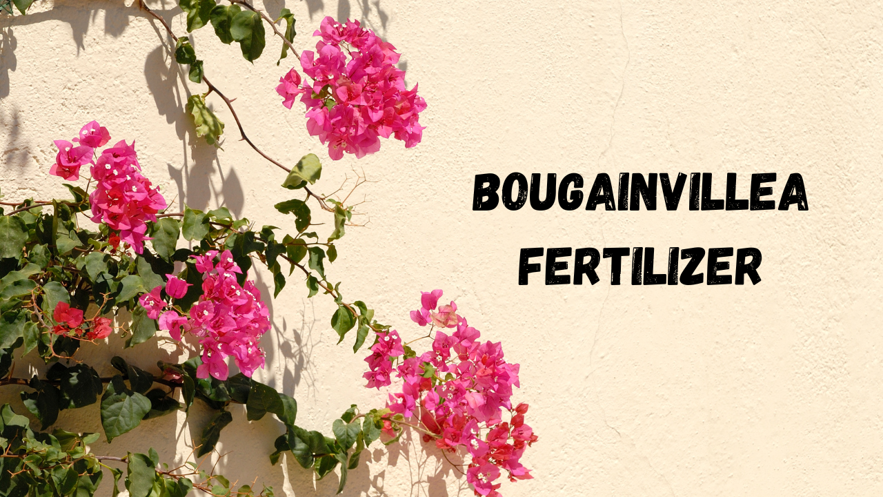 Bougainvillea Fertilizer